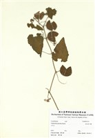 藏品(斑花青牛膽)的圖片